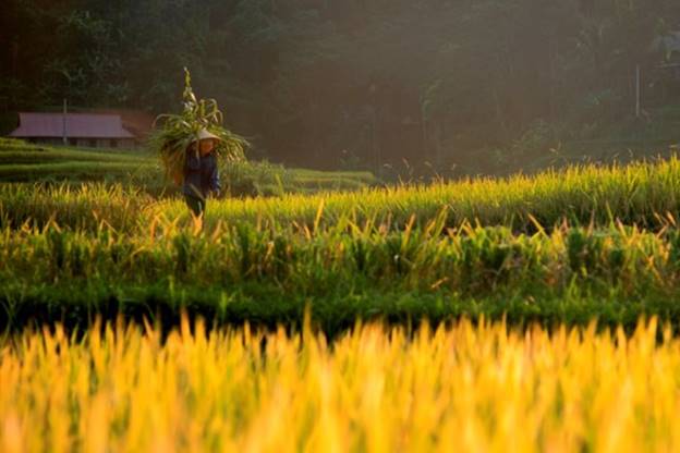  Tác giả Nguyễn Mạnh mang hình ảnh 'Ai đi giữa biển vàng, nghe mênh mang…' tới mùa giải thứ sáu của 'Giải thưởng nhiếp ảnh Heritage - Hành trình di sản.' (Nguồn ảnh: BTC)