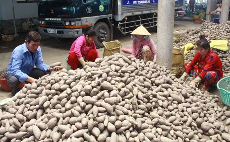 Thời gian qua, nhiều loại hình HTX ra đời trên địa bàn tỉnh. Ảnh: Nhân công lựa khoai ở HTX Nông nghiệp Dịch vụ Thanh Ngọc (Bình Tân).