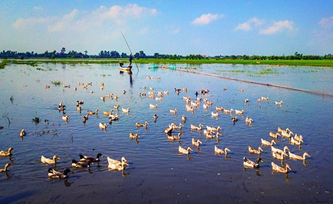 Nuôi vịt chạy đồng cũng là hình ảnh quen thuộc ở Hậu Giang, nhất là mùa nước nổi.