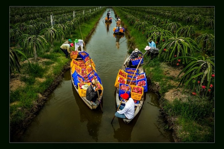 Quang cảnh đời thường “thu hoạch thanh long Bình Thuận” của tác giả Bùi Gia Phú.