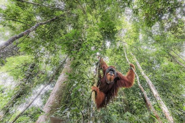 Một con đười ươi hoang dã ở công viên quốc gia Gunung Leuser, Sumatra của Indonesia. 