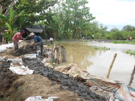 Tranh thủ triều xuống, bà con cù lao Dài khắc phục các đập bị tràn, bị sạt lở.