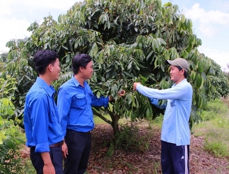 Anh Đô (bên phải) chia sẻ kỹ thuật xử lý nhãn cho trái cùng đoàn viên thanh niên.