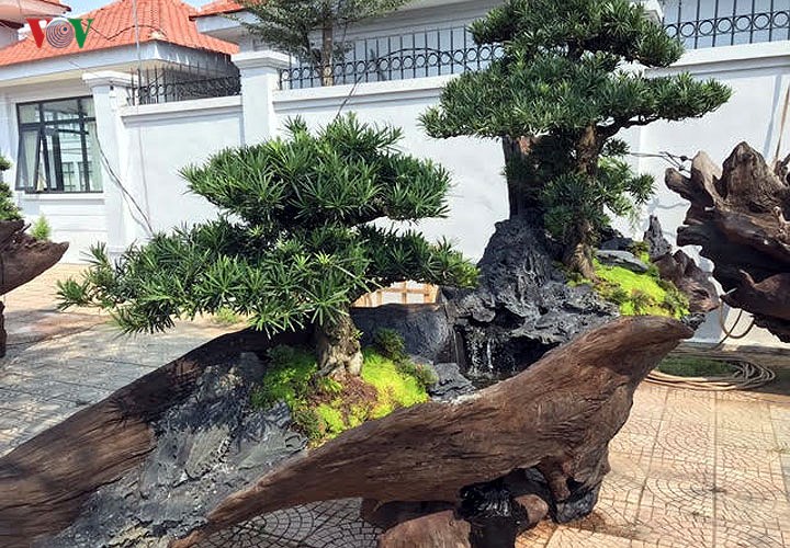 Thuyền cây có đoạn uốn lượn như thế một con rồng.