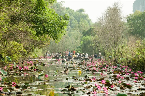 Khi vào mùa hoa súng, cả dòng Yến Vĩ rực rỡ sắc hoa, thu hút các nhiếp ảnh gia, giới trẻ tìm đến ghi lại những khoảnh khắc đẹp mộng mơ