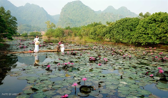 Vì vậy để ngắm hoa, chụp ảnh, du khách phải có mặt từ sáng sớm trên dòng Yên Vĩ. Vào ngày cuối tuần, từ 5h sáng đã có hàng trăm du khách đến để tìm kiếm vẻ đẹp của loài hoa dân dã