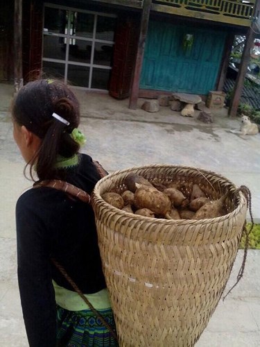 Địa Tàng Thiên sinh trưởng trong những vùng núi cao, có khí hậu lạnh. Đây là một trong những loại củ được sử dụng nhiều trong các phương thuốc về giải nhiệt, thanh lọc và tiêu hóa cho cơ thể con người.   (Ảnh: Dân Việt)