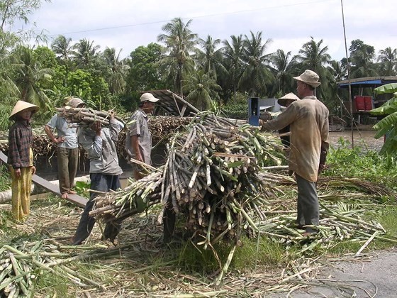 Nông dân Hậu Giang thu hoạch mía, bị lỗ do giá bán thấp 