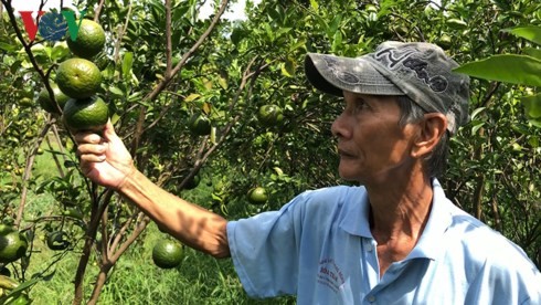 Vụ cam năm nay, ông Trần Hoàng Tân (ở huyện Châu Thành) thua lỗ do giá sụt giảm mạnh .