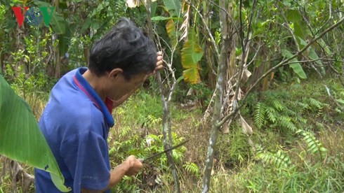 Ông Nguyễn Văn Thọ ở huyện Phụng Hiệp phá bỏ vườn cam sành.