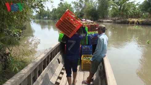 Cam sành chưa có đầu ra ổn định chủ yếu bán cho thương lái.