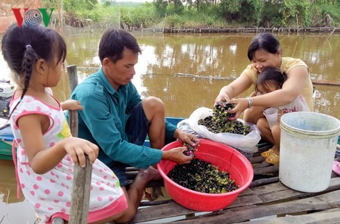 Vào mùa hái trái giác, người dân đất rừng U Minh có thu nhập khá.