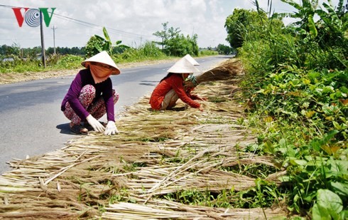 Người dân địa phương còn có nguồn thu nhập từ bông sậy.