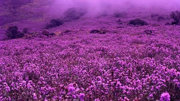  Tuy nhiên, hoa Strobilanthes kunthiana, Neelakurinji (nghĩa là hoa xanh) thì khó bị bỏ qua, bởi chúng nở rộ rất nhiều, trải ở những triền đồi, đầu tiên là màu xanh rồi dần chuyển sang màu tím khi vào cuối mùa, thường là từ tháng Tám cho tới tháng Mười. Việc nở hoa diễn ra 12 năm một lần, trên một diện tích rộng lớn.