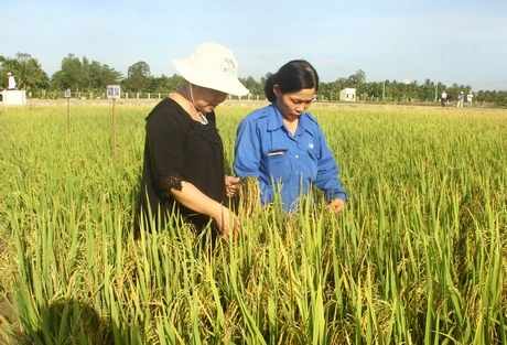 Nhiều giống lúa khảo nghiệm được đánh giá có triển vọng tốt.