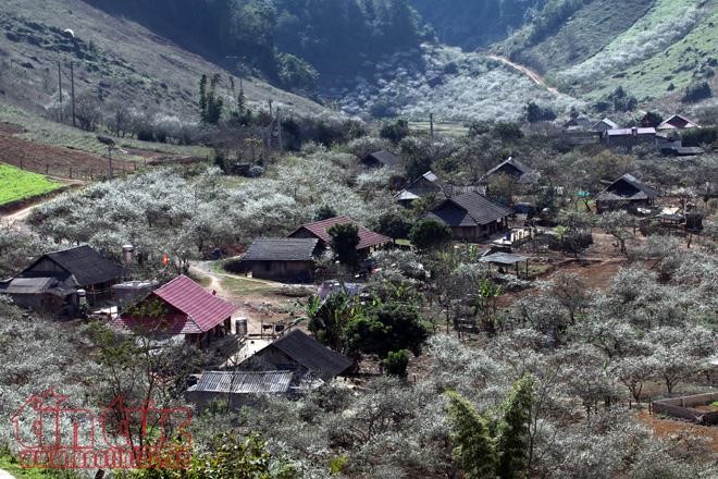 Mùa hoa cung đường Tây Bắc luôn hấp dẫn du khách. Ảnh: Lê Phú