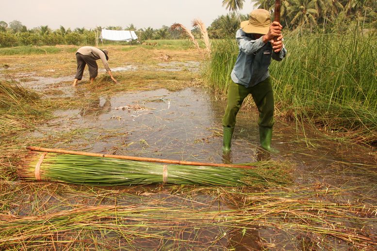  Làm nghề cây lác rất cực, tất cả các khâu. Trong ảnh: Lao động nam tề gốc và ngọn cây lác vừa với “cây thước” 1m8, ra lác loại 1.