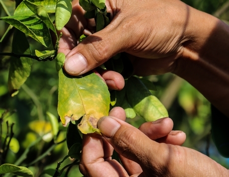 Nổi viền lá và có màu vàng lốm đốm là dấu hiệu của bệnh.