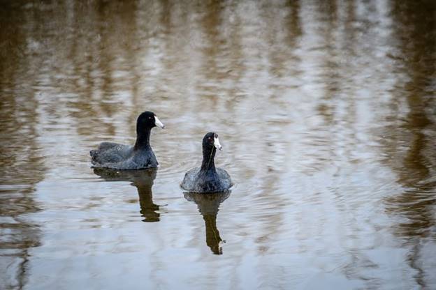  Chim sâm cầm (danh pháp hai phần: Fulica atra) là một loài chim thuộc họ Gà nước (Rallidae). (Ảnh: Googleusercontent).