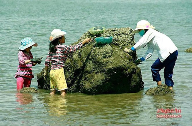 Dịp nghỉ hè, các em học sinh cũng tranh thủ đi đục hàu để phụ giúp bố mẹ. (Ảnh: Báo Nghệ An)