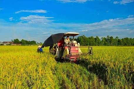 Ảnh chỉ có tính minh họa. (Ảnh: Lê Minh Sơn/Vietnam+)