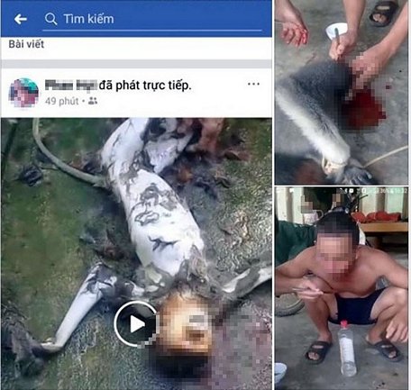  Hình ảnh giết cá thể nghi là khỉ (hoặc voọc) trên mạng xã hội