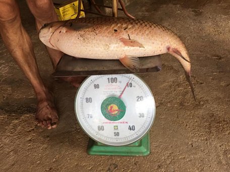  Cá trắm trẳng đưa lên bàn cân nặng hơn 9kg. Ảnh: Cung Huy.