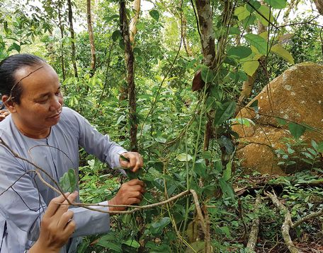  Ông Phạm Văn Hải hái loại sâm núi mọc tự nhiên trên núi Cấm