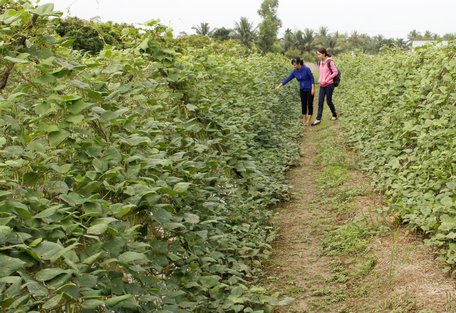 Diện tích trồng màu ở Tam Bình được mở rộng cho thu nhập khá.