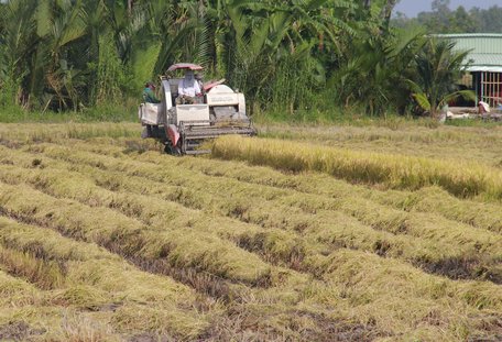 Lúa được bao tiêu với giá ổn định, giúp nông dân yên tâm sản xuất.