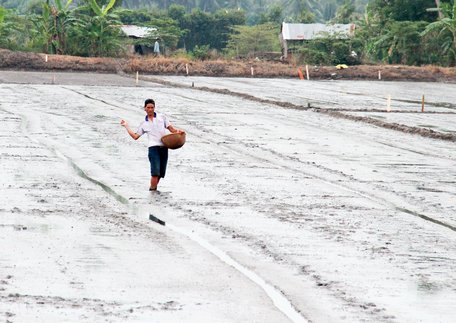 Nông dân xã Bình Ninh đang bước vào vụ lúa được bao tiêu thứ 2.