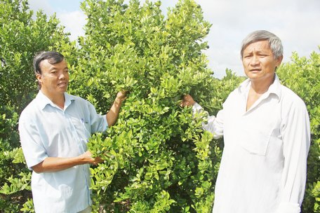 Chuyển đổi cơ cấu cây trồng giúp nhiều nông hộ nâng cao thu nhập trên cùng diện tích canh tác.