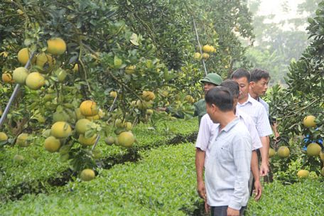 Ngoài chè, người nông dân ở đây đang đi lên từ giống bưởi trồng xen canh này.