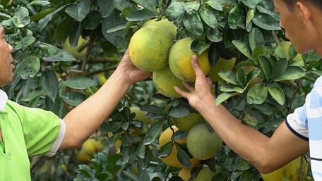 Vôi bột là thuốc bảo vệ an toàn, hữu hiệu nhất mà người dân trồng bưởi ở đây sử dụng cho sản phẩm của mình. Theo ghi nhận, hiện nay giá bình quân cho 1 quả bưởi tại vườn mà các thương lái đặt là 50.000 đồng/ quả.