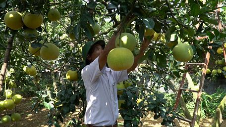 Để giữ cho những cành bưởi trĩu quả không bị gẫy, người dân phải sử dụng những thanh sắt để nâng, đỡ cành.