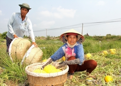 Nông dân Bình Tân thu hoạch dưa hấu tết.Ảnh: LÝ AN