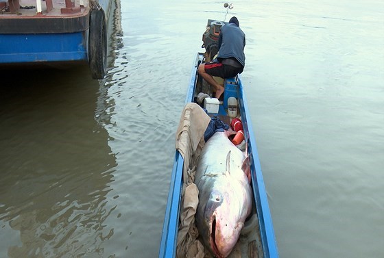 Con cá tra dầu to gần bằng chiếc vỏ lãi. Ảnh: TUẤN QUANG