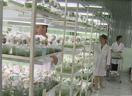 Đèn chiếu sáng phổ phù hợp cây sẽ khỏe, đồng đều hơn.