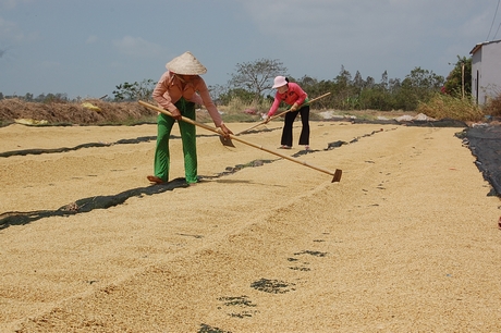 Nông dân phơi lúa.