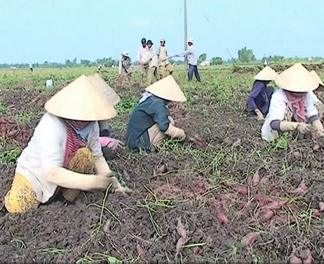 Khoai lang Bình Tân đạt năng suất cao sau mỗi kỳ xả lũ đón phù sa.