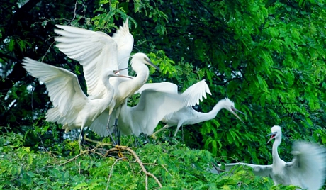 Ảnh sưu tầm