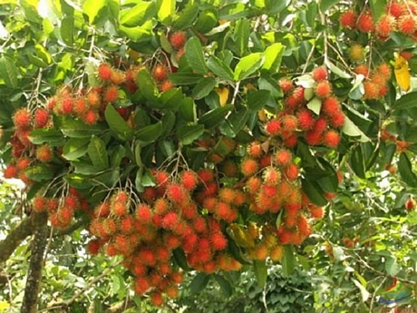 Ảnh sưu tầm