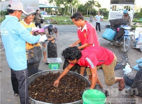 Càng về chiều chợ cua càng nhộn nhịp.