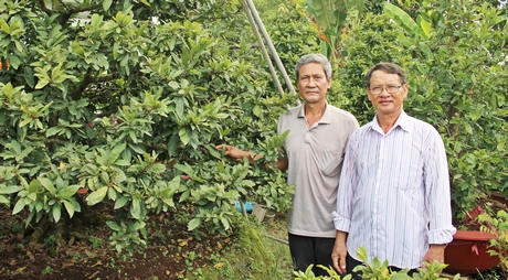 Nghề trồng mai đang góp phần mang đến cuộc sống no ấm cho người dân.