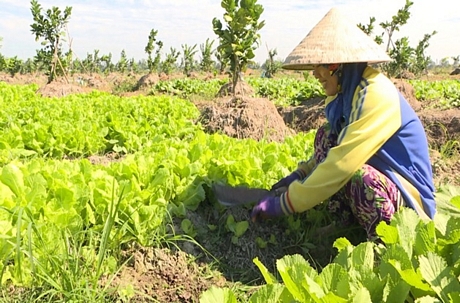 Nhiều diện tích đất trồng lúa kém hiệu quả được nông dân lên liếp lập vườn và trồng xen rau màu.