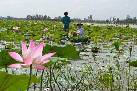 Mô hình trồng sen kết hợp nuôi cá mang lại sinh kế bền vững cho nông dân huyện Phụng Hiệp, tỉnh Hậu  Giang. Ảnh: CAO PHONG