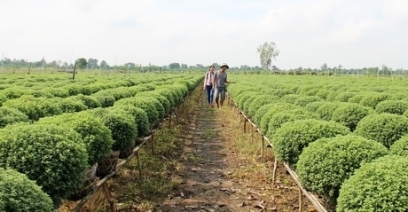 Mùa xuân của anh Trần Duy Toàn bắt đầu ở nơi 10.000 chậu cúc mâm xôi đâm chồi, trổ hoa vàng rực.