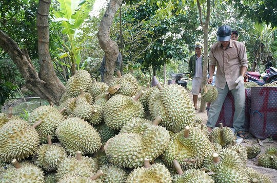 Sầu riêng miền Tây tăng giá trở lại sau vài tuần rớt gía mạnh. Ảnh: Lê Phong