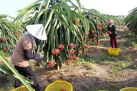 Thu hoạch quả thanh long. (Ảnh: Bùi Giang/TTXVN)