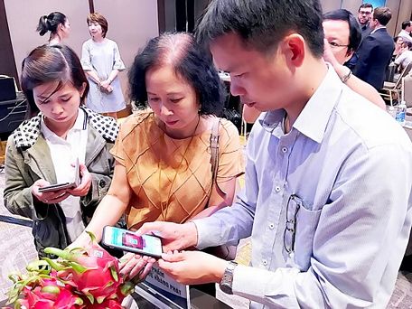  Giống thanh long của Công ty Hoàng Phát xuất qua Úc đang bị nhiều nông dân nhái thương hiệu bán ra thị trường trong nước